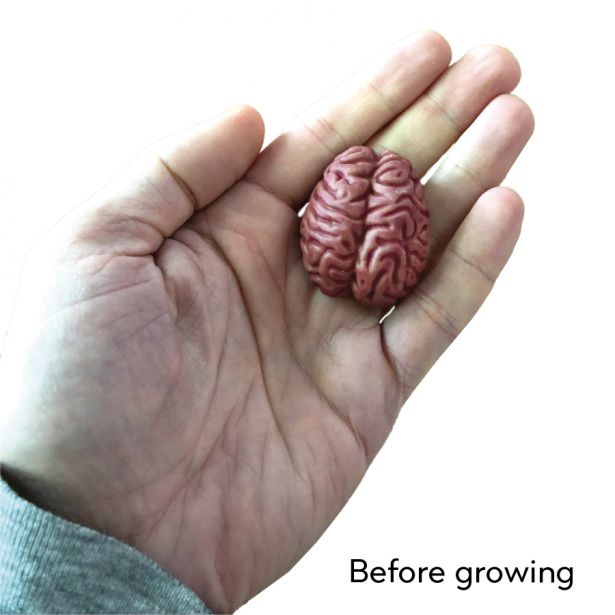 Activity - Grow a Brain