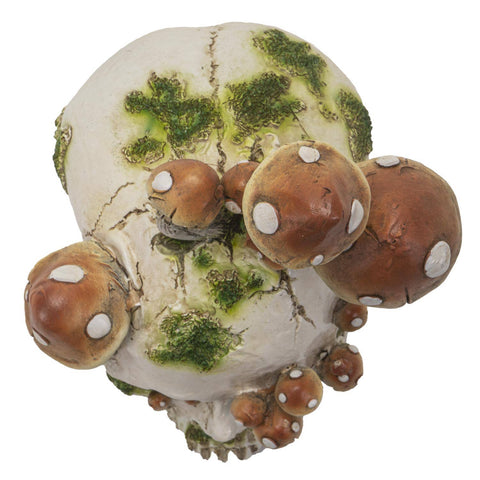 Image shows a top-down view of the skull with mushrooms and moss growing out of it