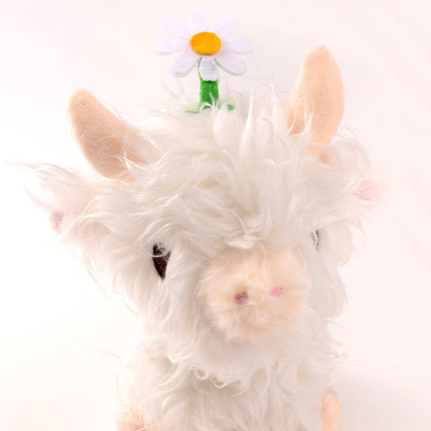 The face of a white highland cow with a daisy on its head