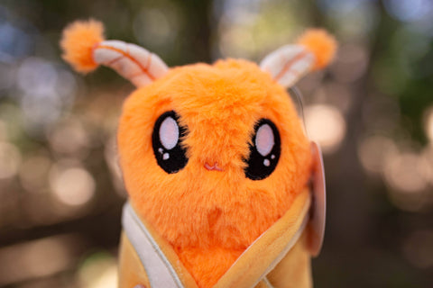 Image shows a closeup of the moth's face.