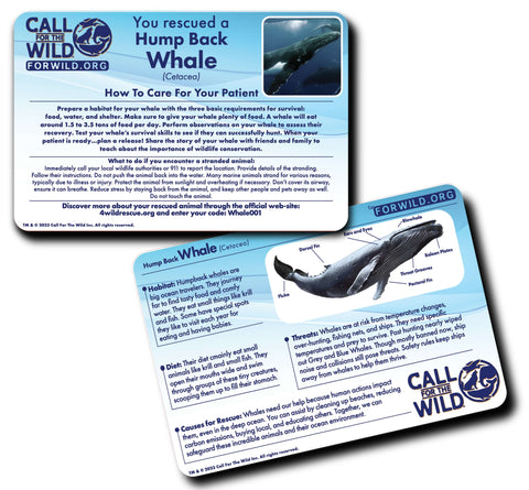 Image shows an information card for the Humpback Whale