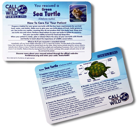 Image shows an information card for the sea turtle