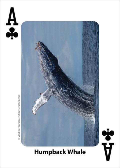 Playing Cards - Whales, Dolphins, and Marine Mammals