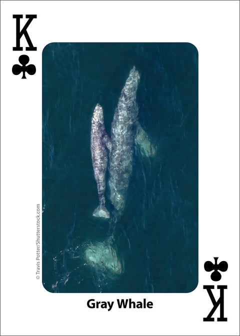 Playing Cards - Whales, Dolphins, and Marine Mammals