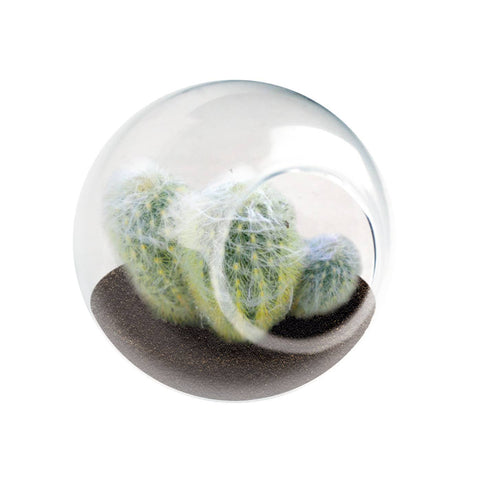 Tiny Terrarium - Assorted Cactus