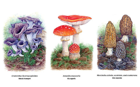Book (Hardcover) - Pacific Northwest Mushroom Foraging