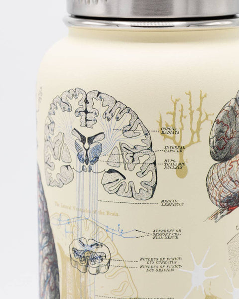 Water Bottle (Stainless Steel) - Brain & Neuroscience 32 oz