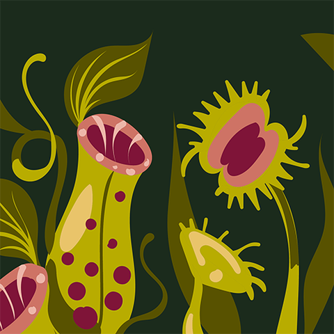 Crew Socks - Pitcher Plant