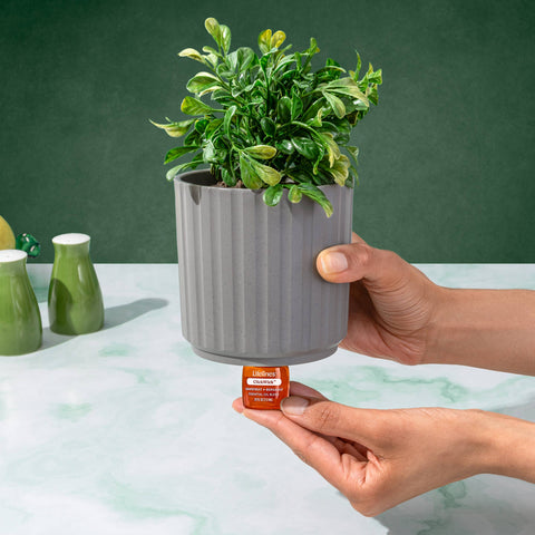 ClickWick Diffuser Refill - Citrus