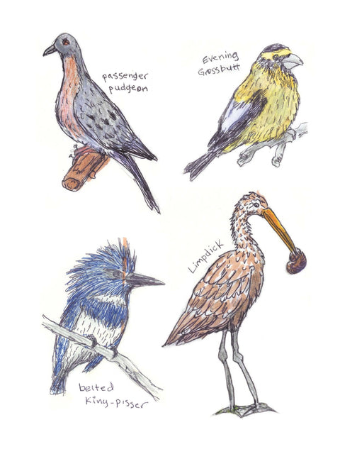 Sticker Book - Field Guide to Dumb Birds