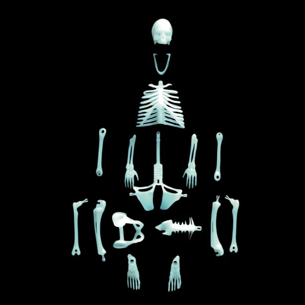 Compact Curiosities - Human Skeleton