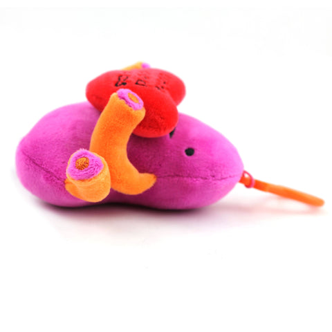 Keychain - Kidney 4.5"
