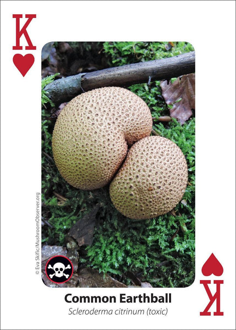 Playing Cards - Mushrooms