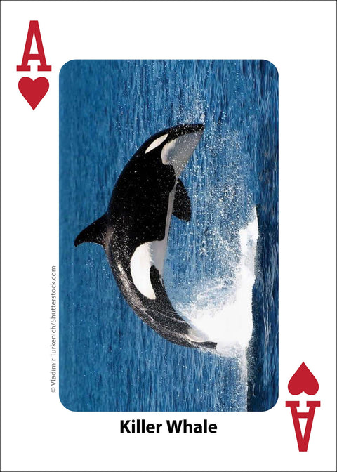 Playing Cards - Whales, Dolphins, and Marine Mammals