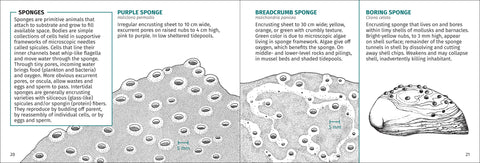 Book (Paperback) - Life on Intertidal Rocks 2nd Edition