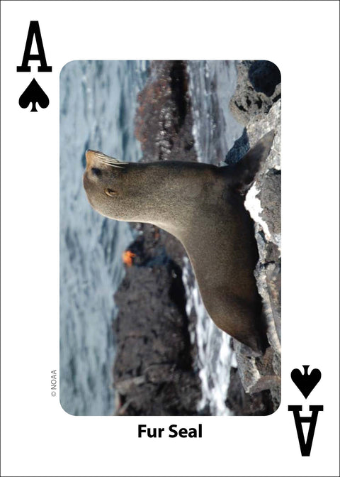 Playing Cards - Whales, Dolphins, and Marine Mammals