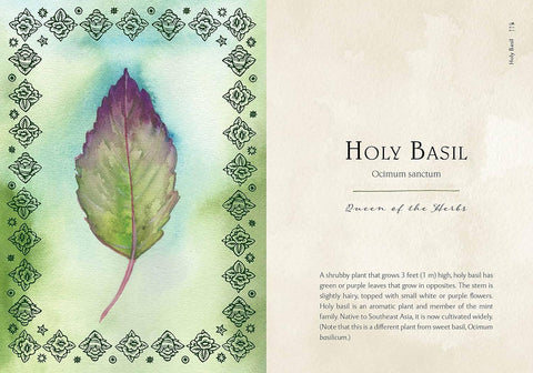 Book (Hardcover) - Wild Medicine: Illustrated Guide to the Magick of Herbs