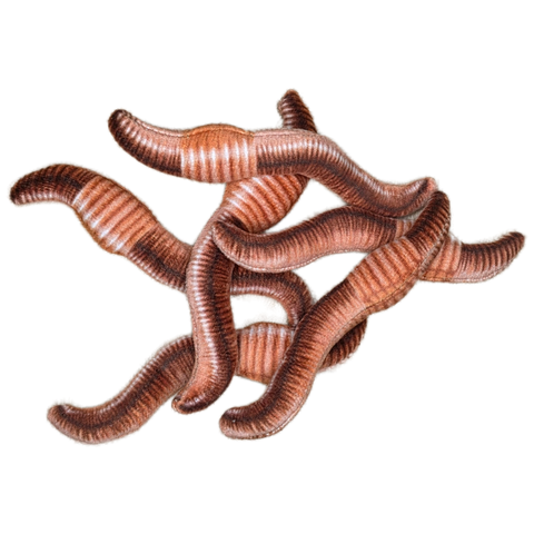 Stuffed Animal - Can O' Worms (Standard Lid)