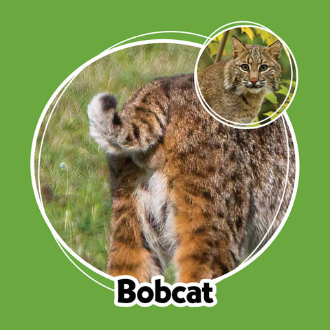 Game - Whose Butt? Memory