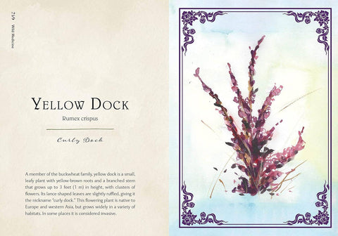 Book (Hardcover) - Wild Medicine: Illustrated Guide to the Magick of Herbs