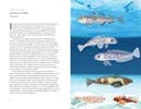Book (Hardcover) - Around the Ocean in 80 Fish and other Sea Life
