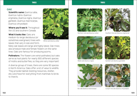 Book (Paperback) - Pollinators & Native Plants for Kids