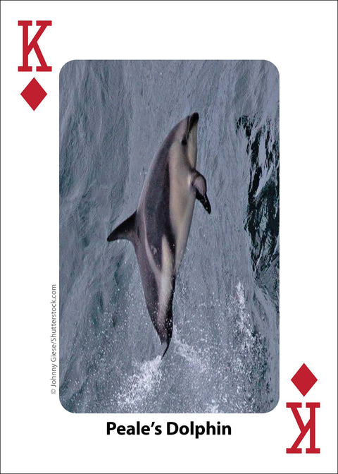 Playing Cards - Whales, Dolphins, and Marine Mammals