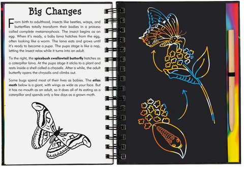 Scratch & Sketch - Bugs!