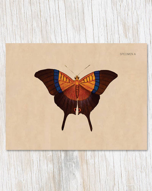 Greeting Card - Specimen A Butterfly Illustration