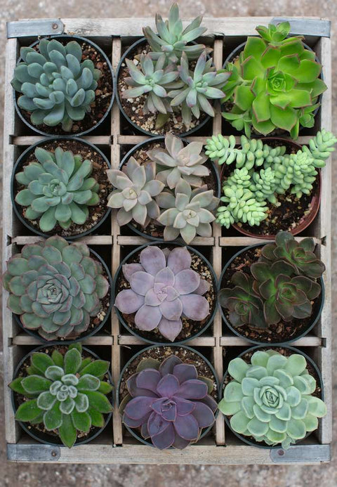 Puzzle - Green Succulents (300pc)