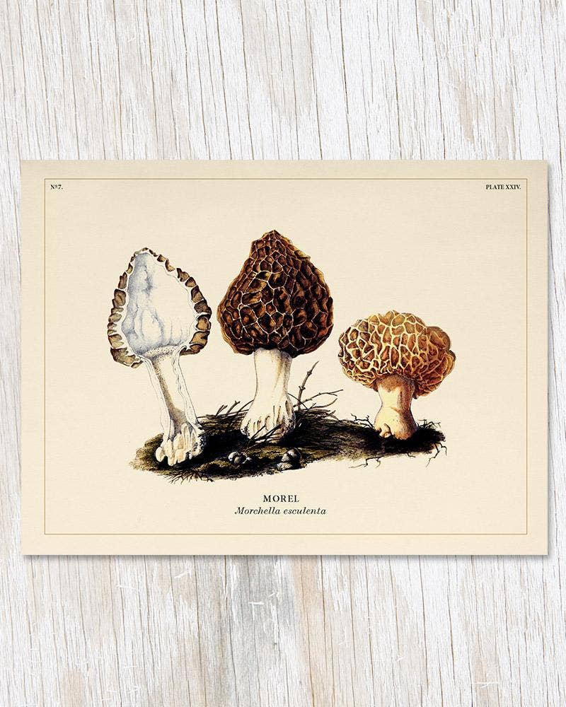 Greeting Card - Mushrooms Card