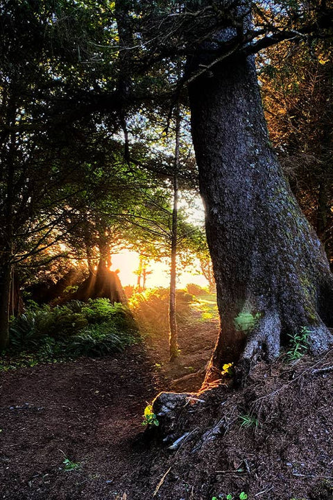 Postcard - Breaking Through