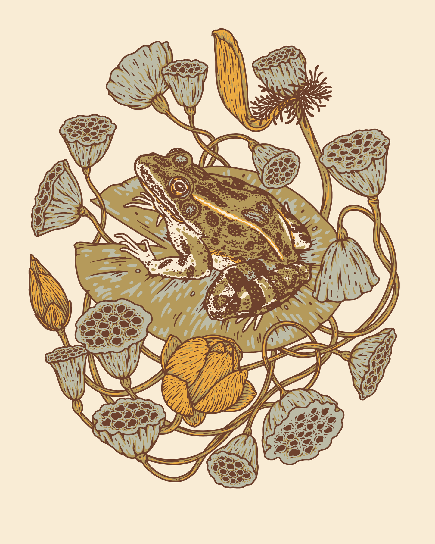 Print - Frog, Lotus Pods, and Lotus Flowers 8x10" Giclee