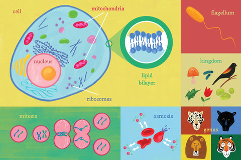 Board Book - 100 First Words for Little Geniuses