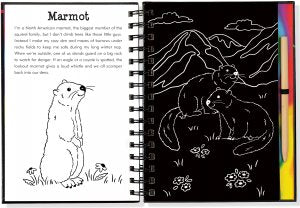 Scratch & Sketch - Llamas And Friends