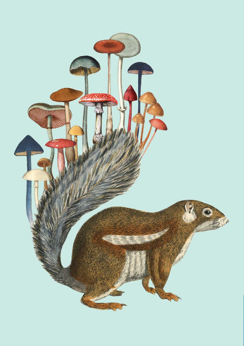 Journal (Soft Cover) - Art Of Nature Fungi Set