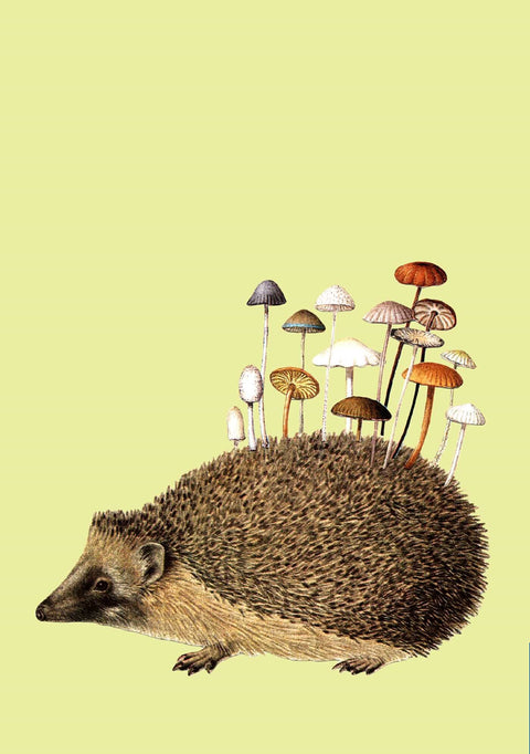 Journal (Soft Cover) - Art Of Nature Fungi Set