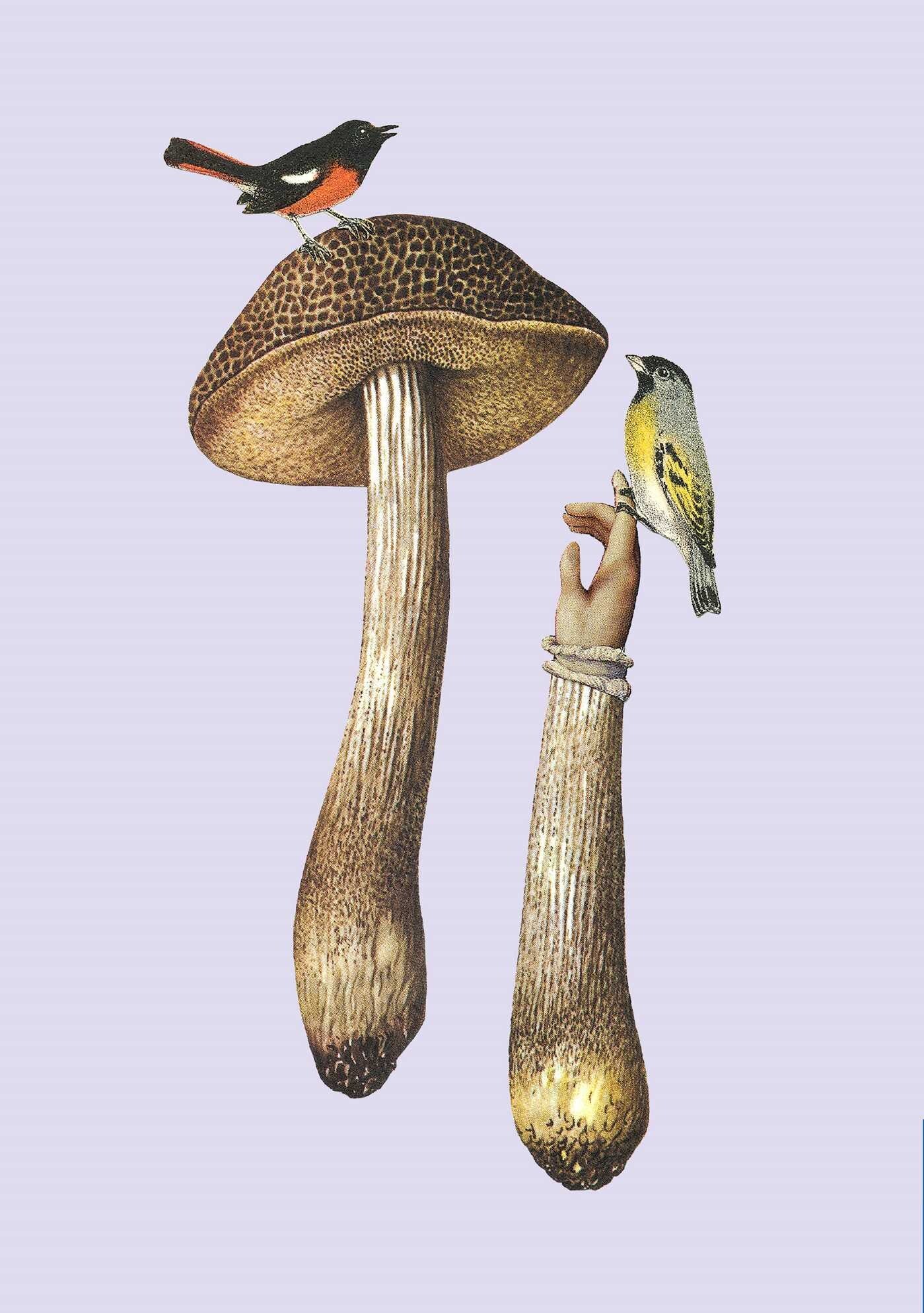 Journal (Soft Cover) - Art Of Nature Fungi Set