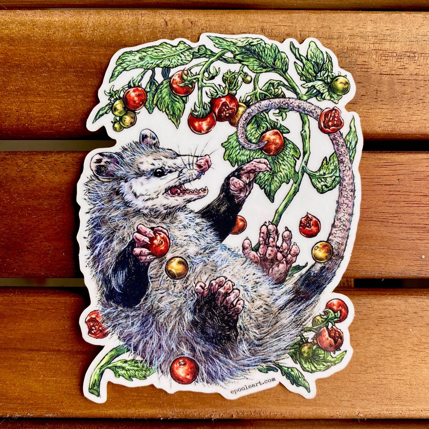Sticker - Opossum & Tomatoes