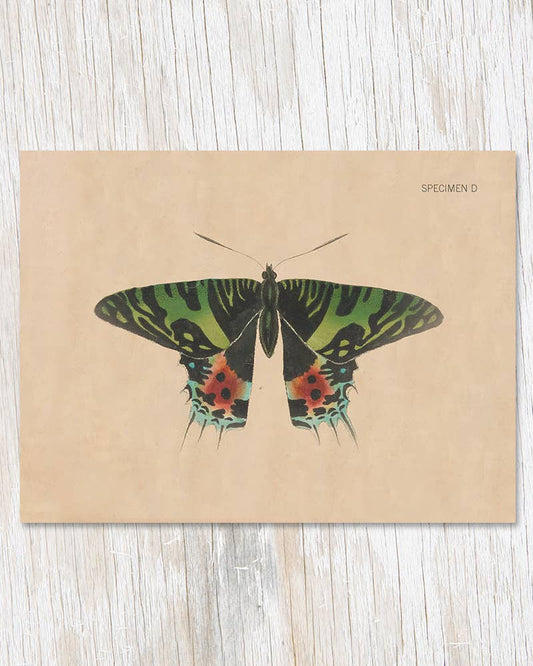 Greeting Card - Specimen D Moth Illustration