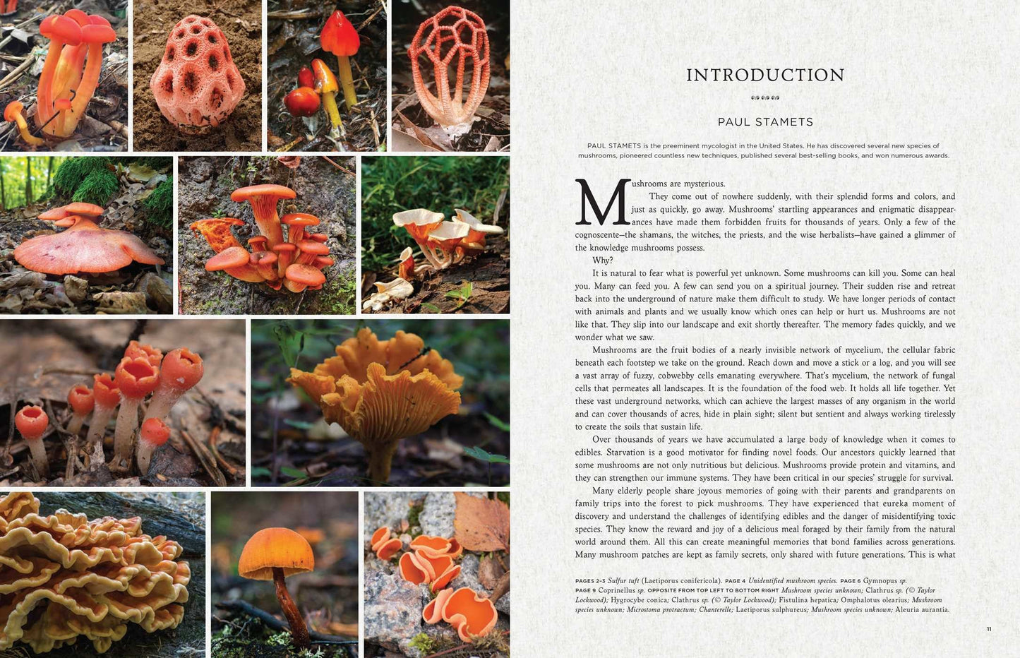 Book (Hardcover) - Fantasic Fungi