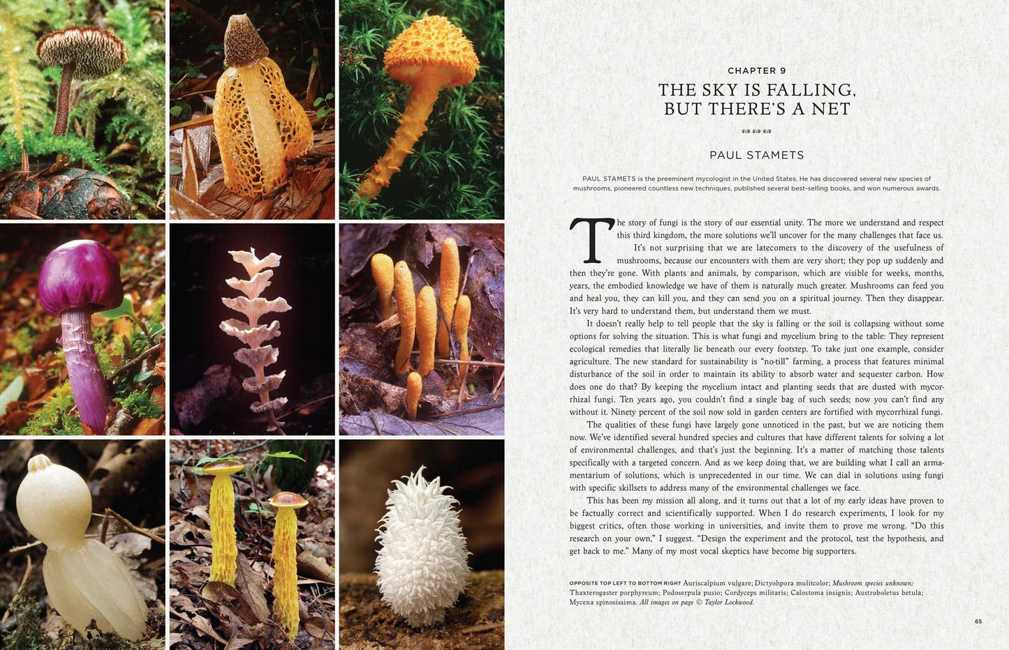 Book (Hardcover) - Fantasic Fungi