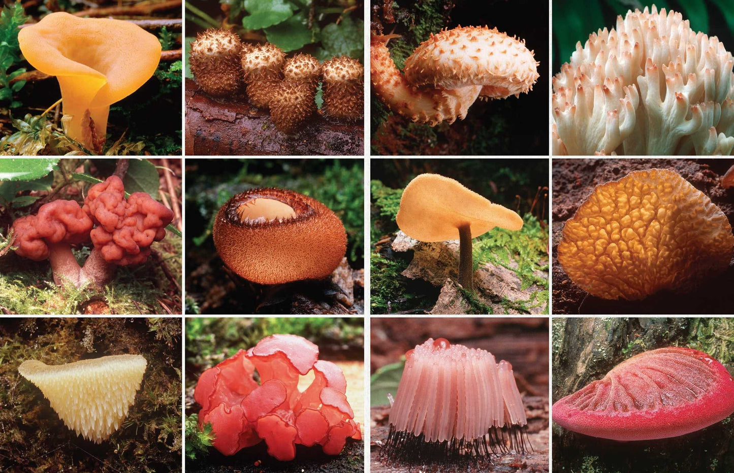 Book (Hardcover) - Fantasic Fungi