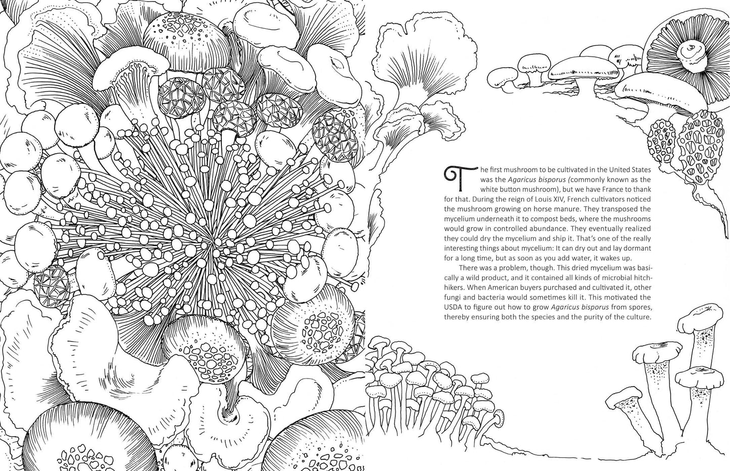 Coloring Book - Fantastic Fungi