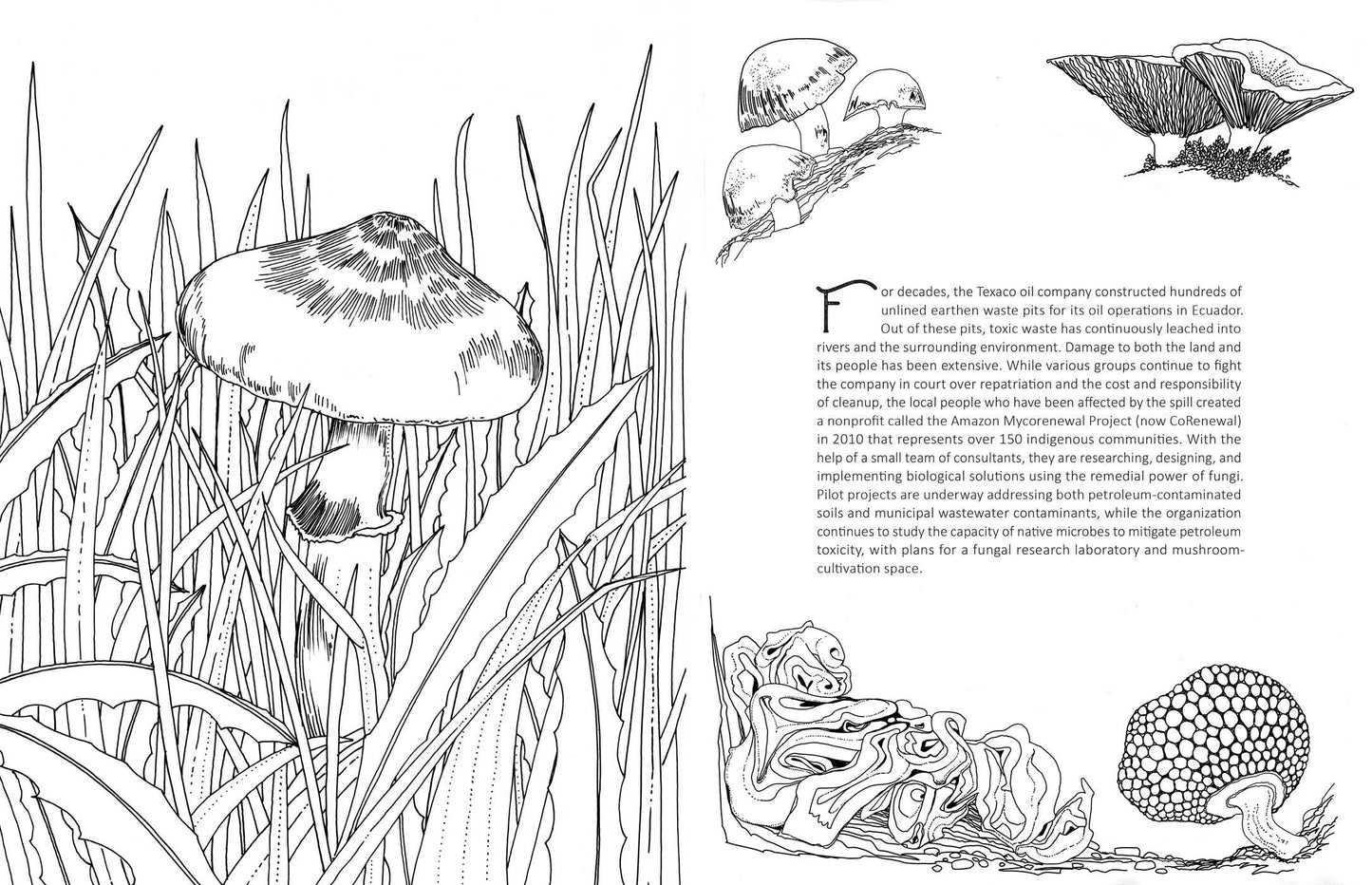 Coloring Book - Fantastic Fungi