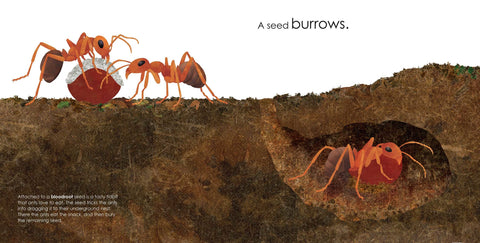 Book (Hardcover) - Seeds Move