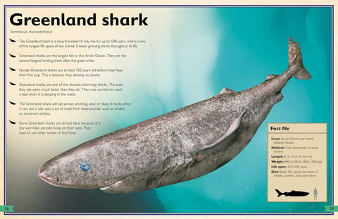 Book (Hardcover) - The Magnificent Book Of Sharks