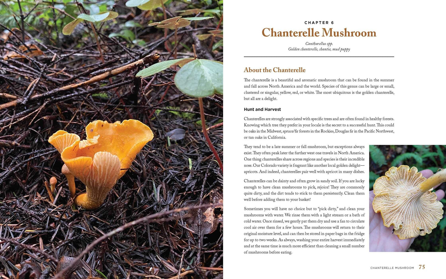 Book (Hardcover) - Wild Mushrooms: A Cookbook and Foraging Guide